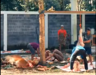 Tebar Berkah Iduladha: SMK Muhammadiyah 04 Sukorejo Sembelih 3 Sapi dan 1 Kambing