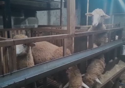 Kyai Wedus dan Jambore Jatam